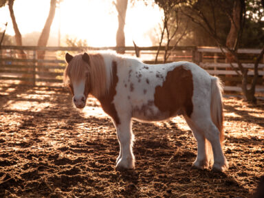 Visita al Ranch